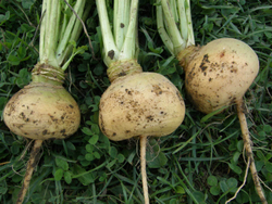 Репа жёлтая чищеная