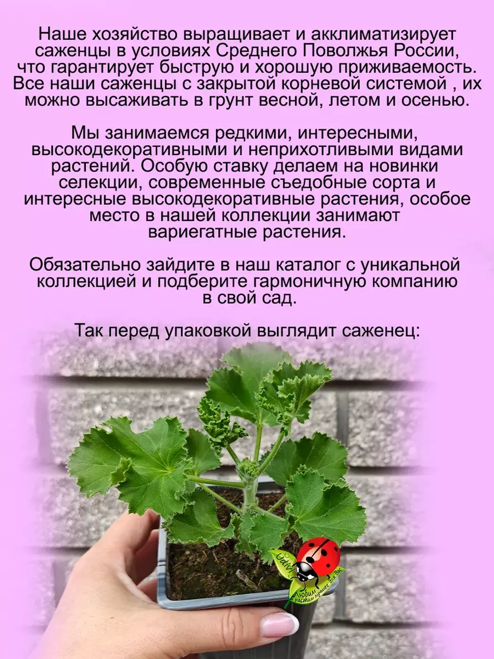 Пеларгония Торенто Кола ароматная с ароматом колы