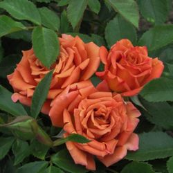 Пампкин Патч (Pumpkin Patch)