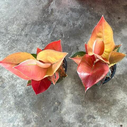 Аглаонема RED COCHIN