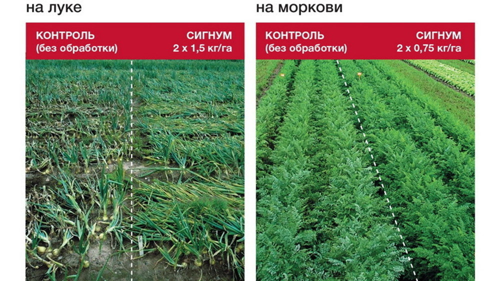 Фунгицид Сигнум, ВДГ ( 267+67 г/кг)