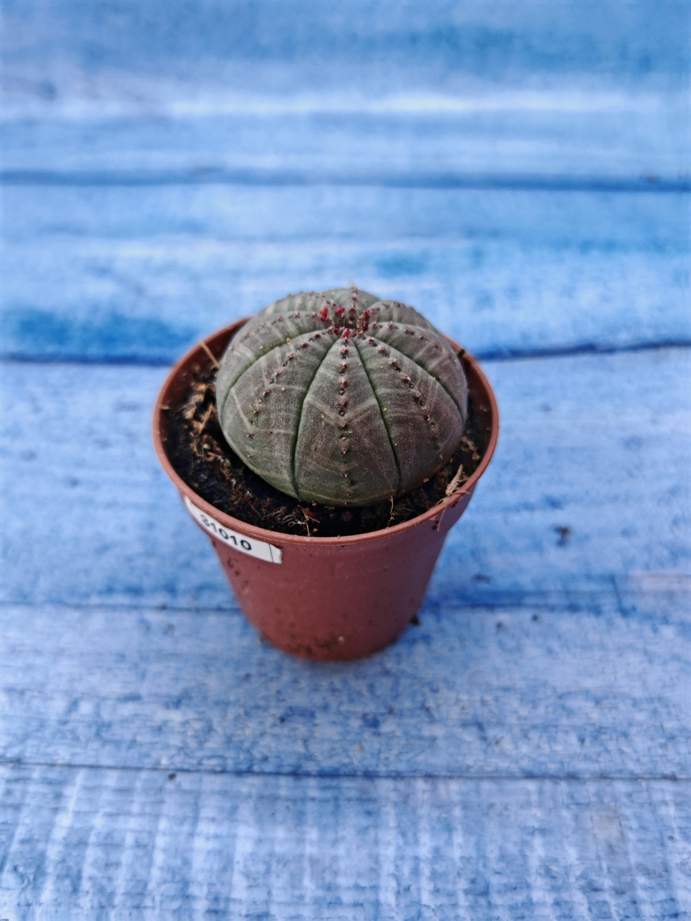 Euphorbia Obesa (Эуфорбия)