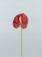 Антуриум Элайза Мини