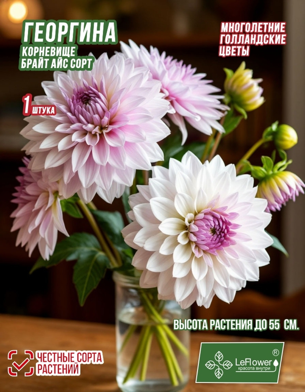 Георгина Корневище, Брайт Айс, 1 шт