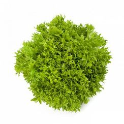 ЭКСПИРИЕНС семена салата (Rijk Zwaan | Alexagro)