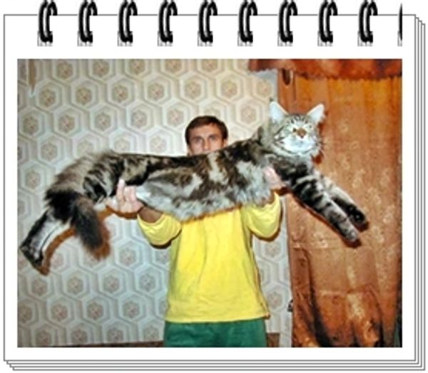 Мейн кун Мейн кун