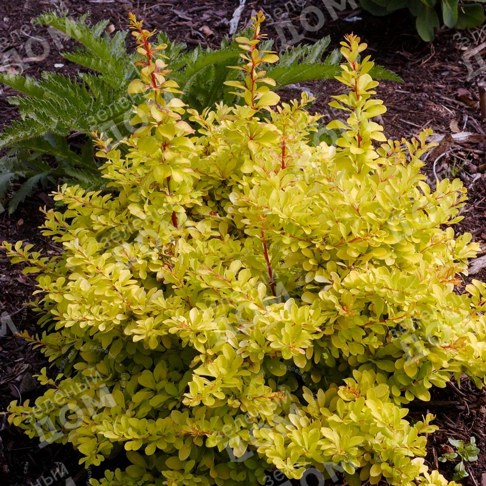 Барбарис Тунберга Диаболикум С2 20-30