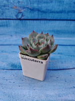 Echeveria Chihuahuensis (Эхеверия)