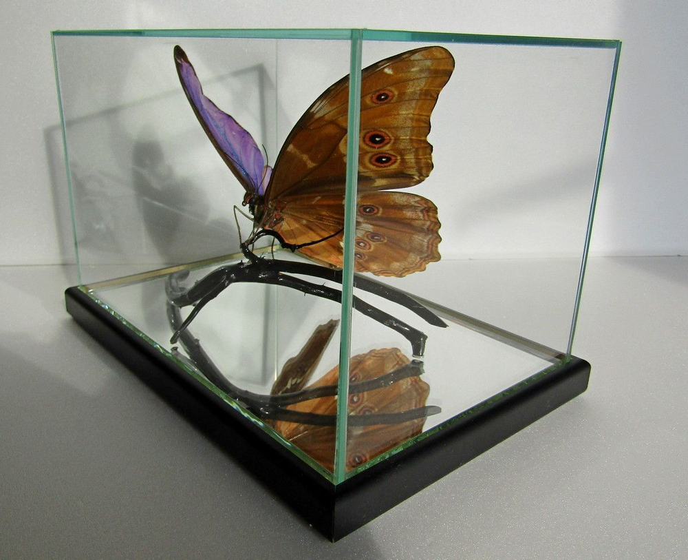 Бабочка Morpho didius в объемной композиции