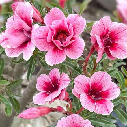 Адениум SWALLOW