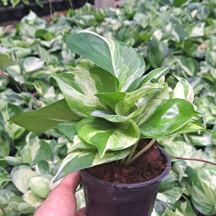 Эпипремнум MANJULA