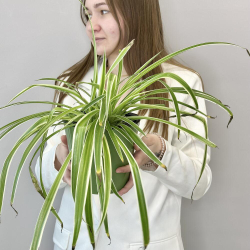 Хлорофитум
