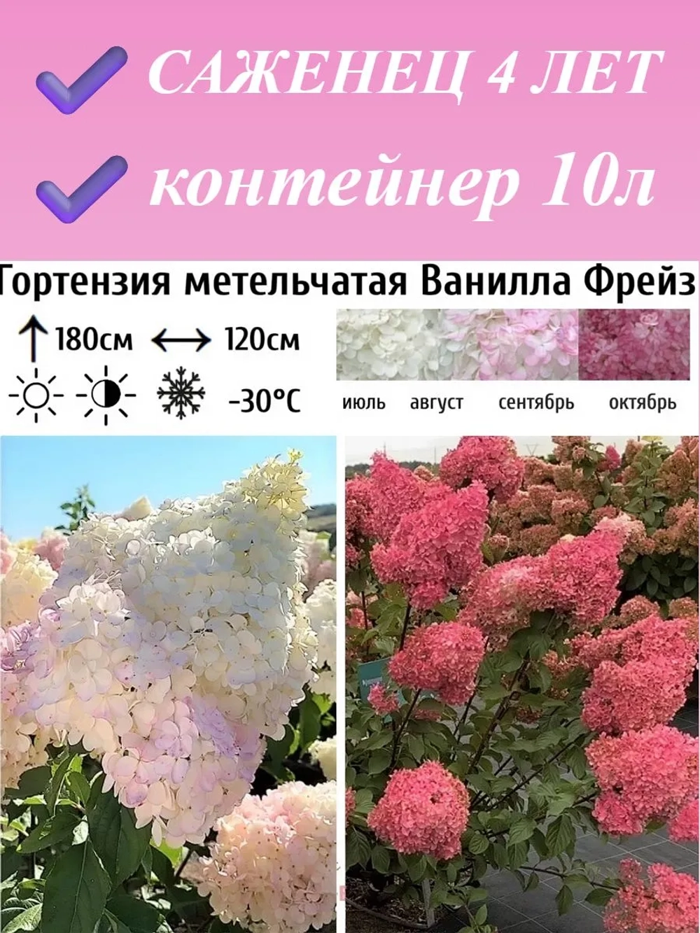 Ванилла Фрейз гортензия метельчатая