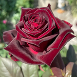 Роза чайно-гибридная Black Baccara