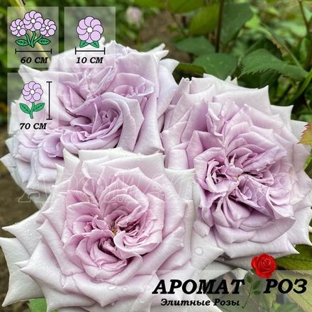 Шато Мертию (Chateau Myrtille)