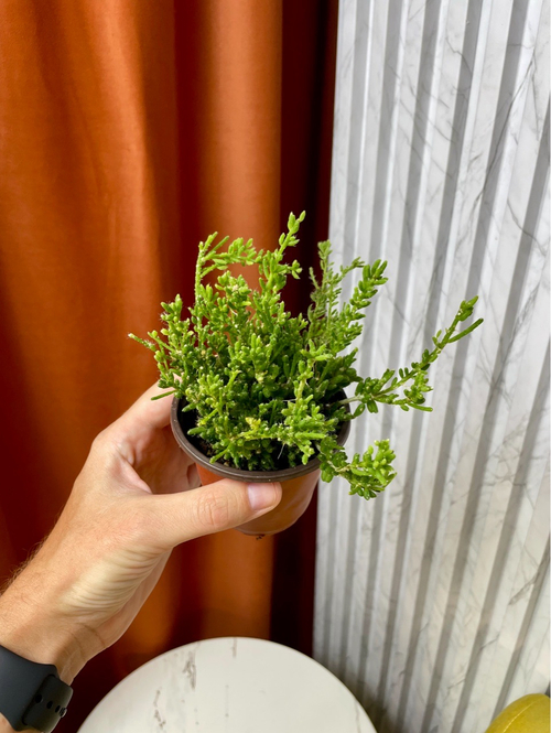 Рипсалис Мезембриантемум, D9см Н15см, Urban Jungle