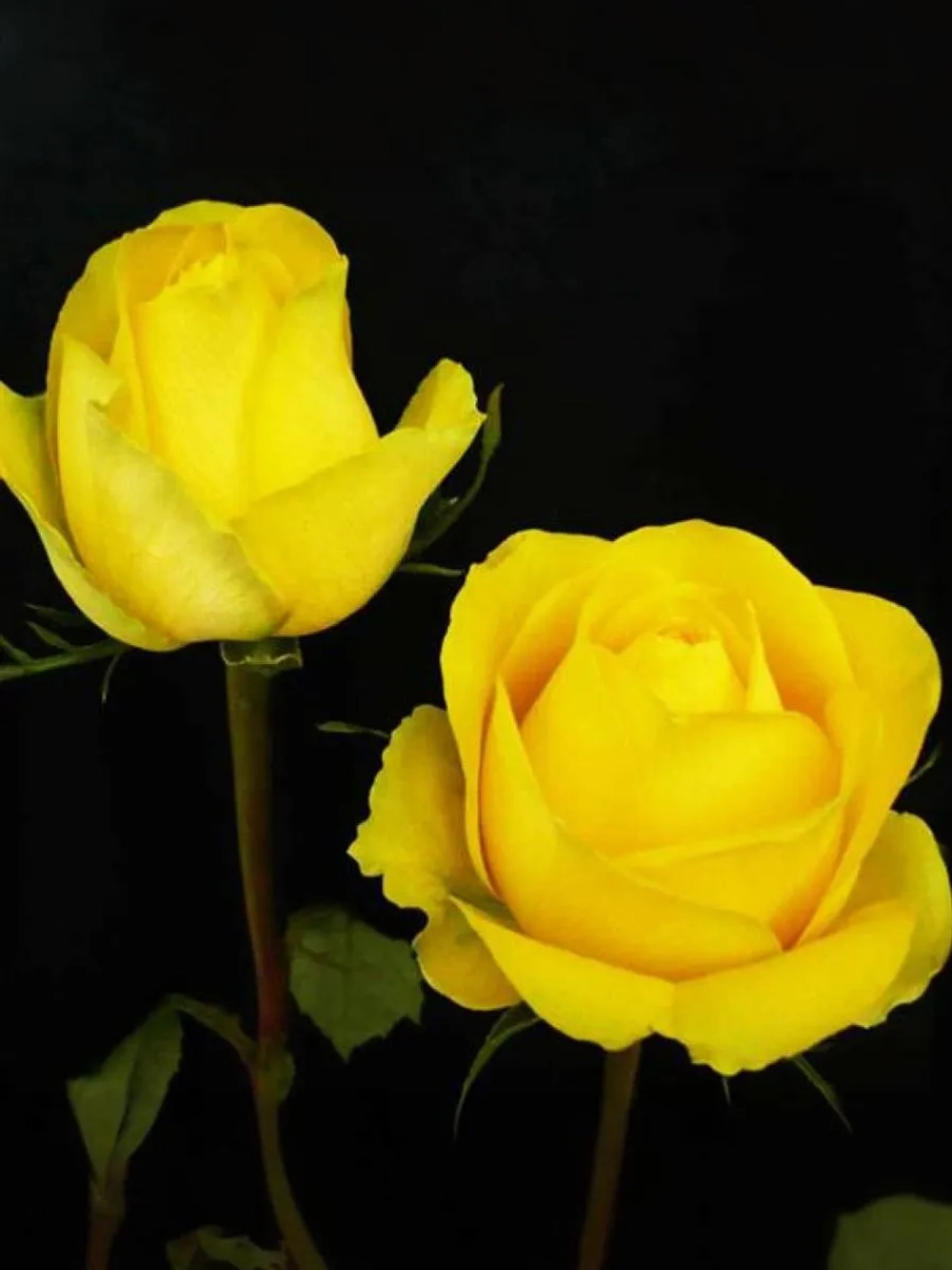 Роза чайно-гибридная Латина