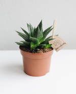 Хавортия Гастериоидная