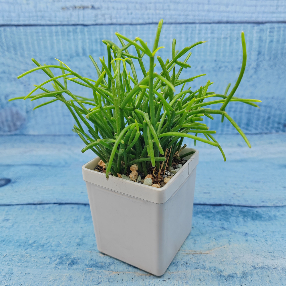Rhipsalis Cassutha (Рипсалис)