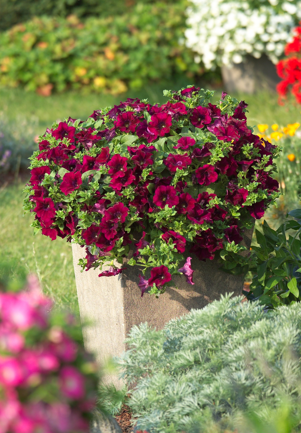 ЕВРО Petunia SURFINIA Burgundy неукор черенок ноябрь 2025