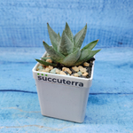 Haworthia Savanna (Хавортия)