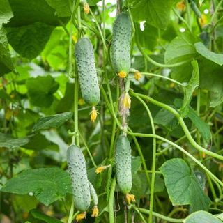 Огурец Анна F1 100  (семян)