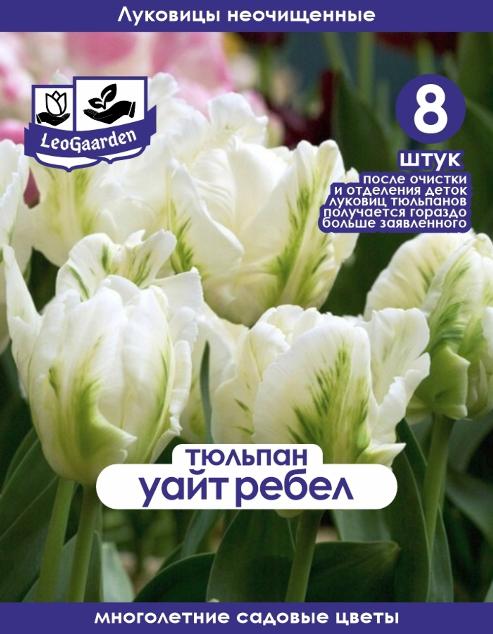 Тюльпан Луковица, Уайт Ребел,8+шт