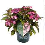 Black Diamonds Dark Angels Purple/Блэк Даймондс  Дарк ангел Парпл (Стандарт поставки Р9)2025г.