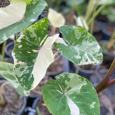 Колоказия PINK HWAN