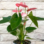 Антуриум Андрэ LIVIUM RUBY