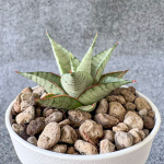 Сансевиерия PEPPERMINT PATTY