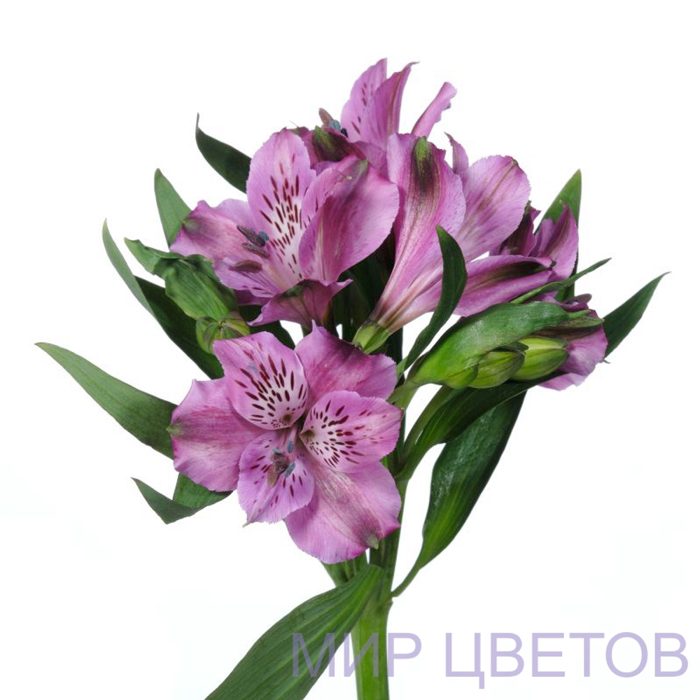 Альстромерия ксанаду, фиолетовый