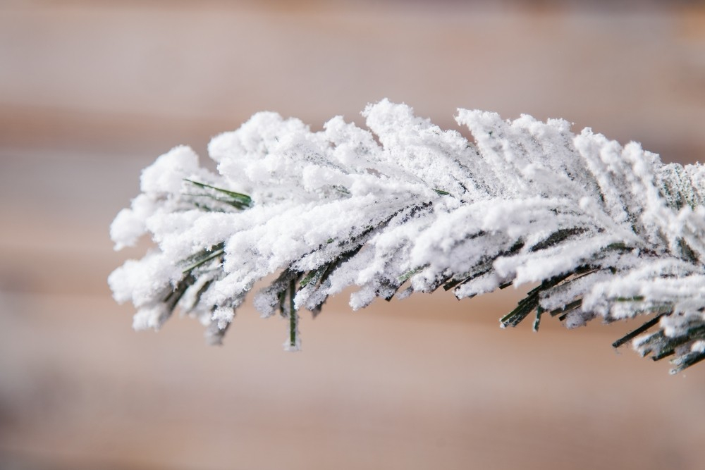 Ель 365см Black Box Атлантида заснеженная