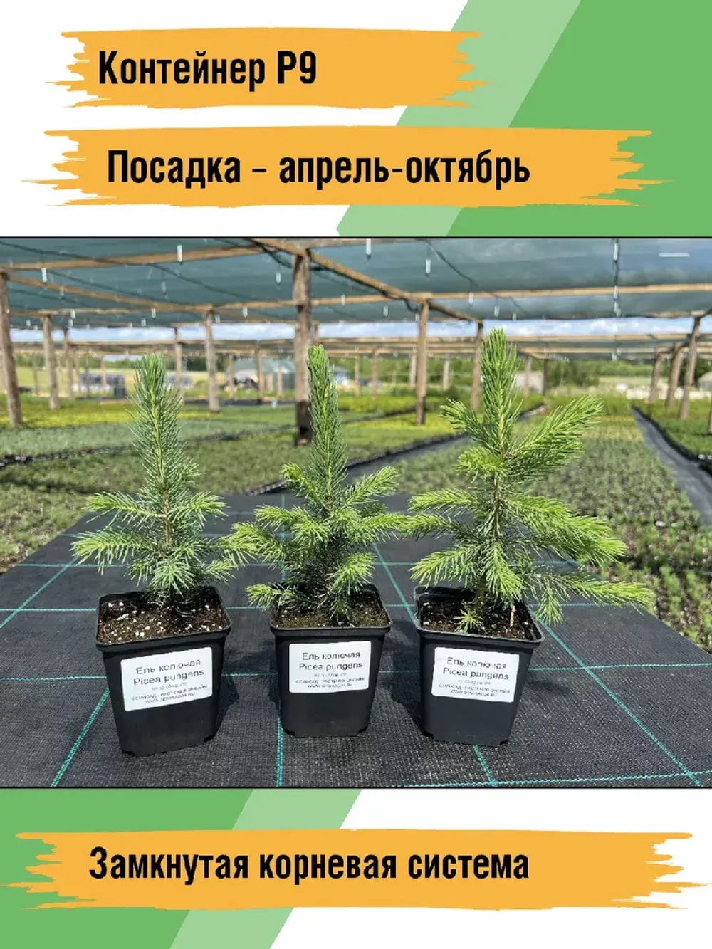 Саженец Ель колючая (голубая)