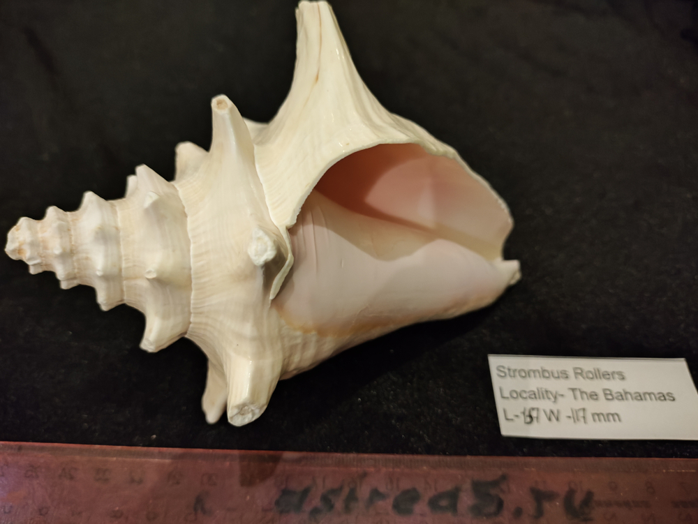 Стромбус Роллер