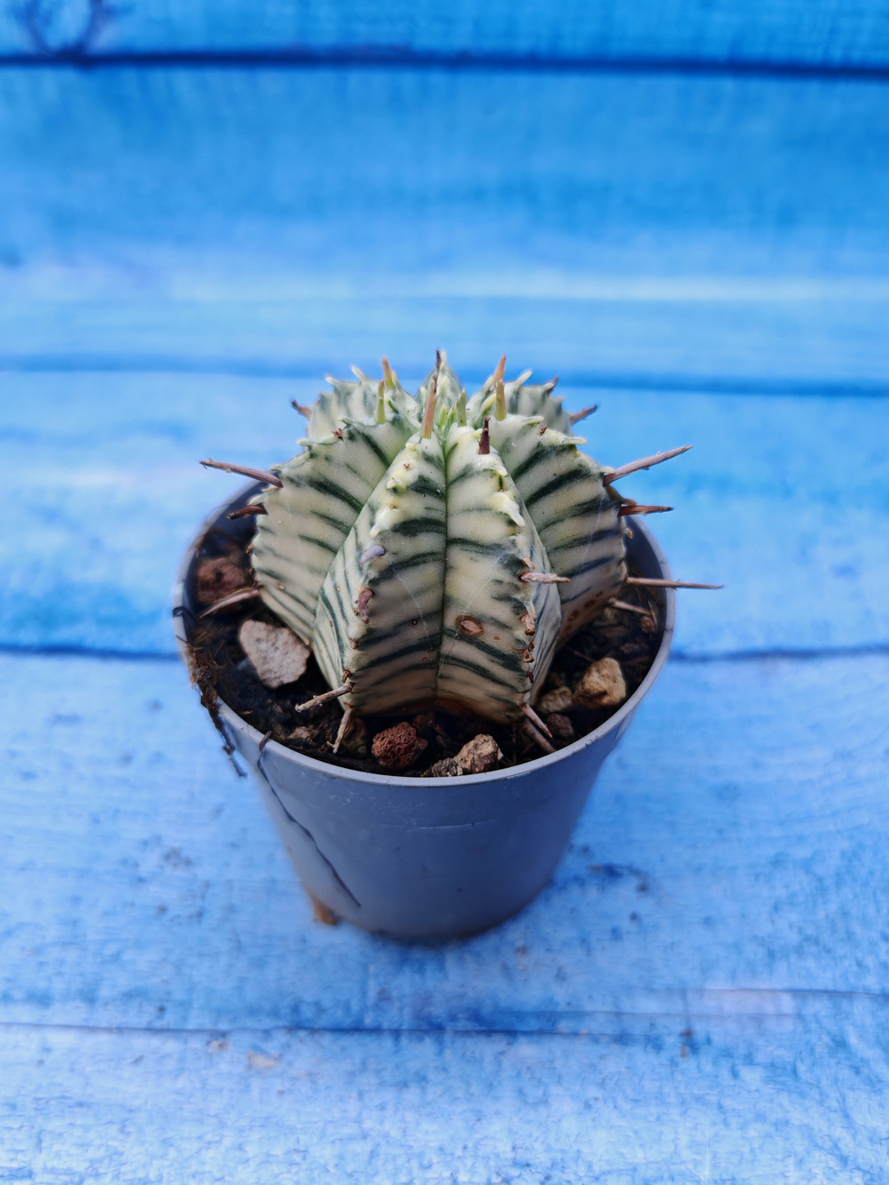 Euphorbia meloformis f. Variegated (Эуфорбия вариегатная)