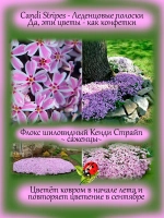Флокс шиловидный Канди Страйп многолетний