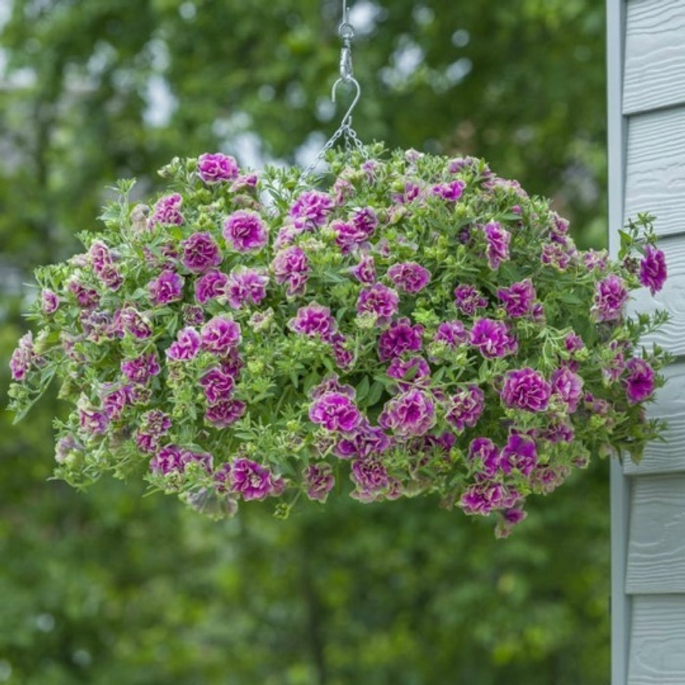 Петуния Тумбелина Дарси Роза