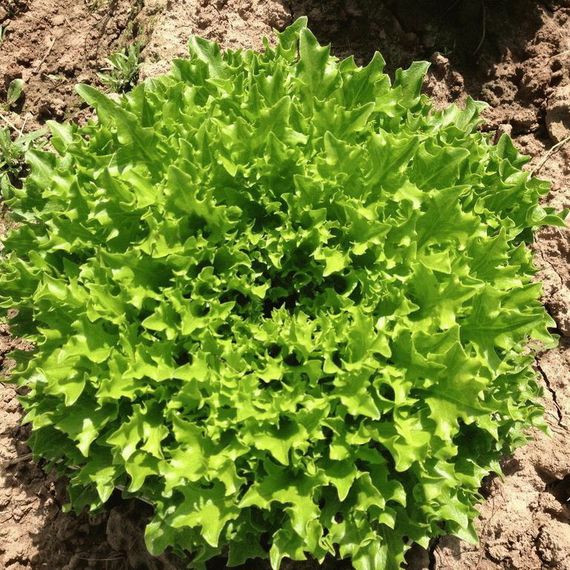 Экстемп семена салата листового (Rijk Zwaan / ALEXAGRO) купить