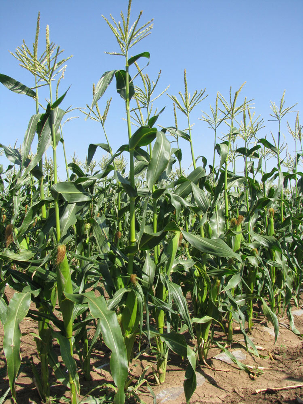 Кукуруза Свит Наггет F1 (50шт)  Витагрин Профи