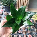 Сансевиерия BLACK DRAGON TONGUE ลิ้นมังกรดำ