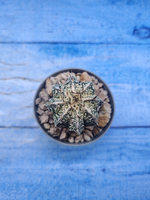 Astrophytum Myriostigma Fukuryu (Астрофитум)
