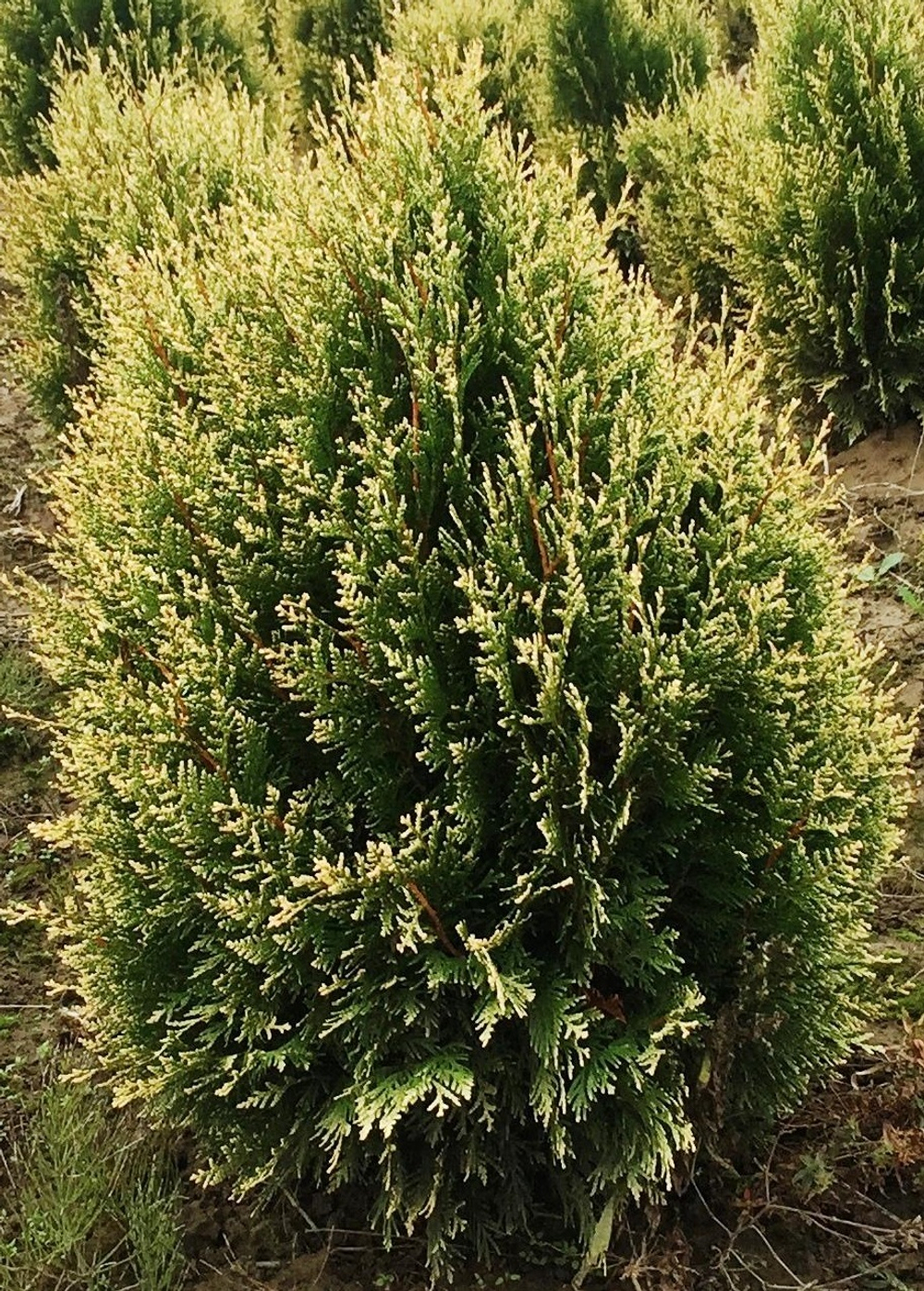 Туя складчатая Корник (Kornik)