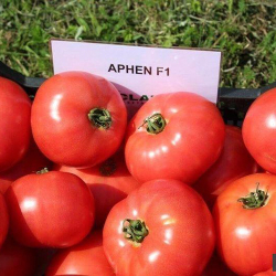 Семена томата Афен F1, Сlause, 5 шт.