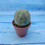 Euphorbia Obesa (Эуфорбия)