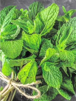 Семена Мята Перечная Пепперминт