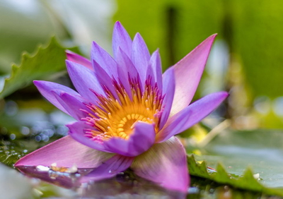 Фото на стекле "Цветок лотоса" Декор для дома, подарок