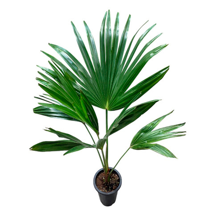 Пальма Ливистона Чиненсис