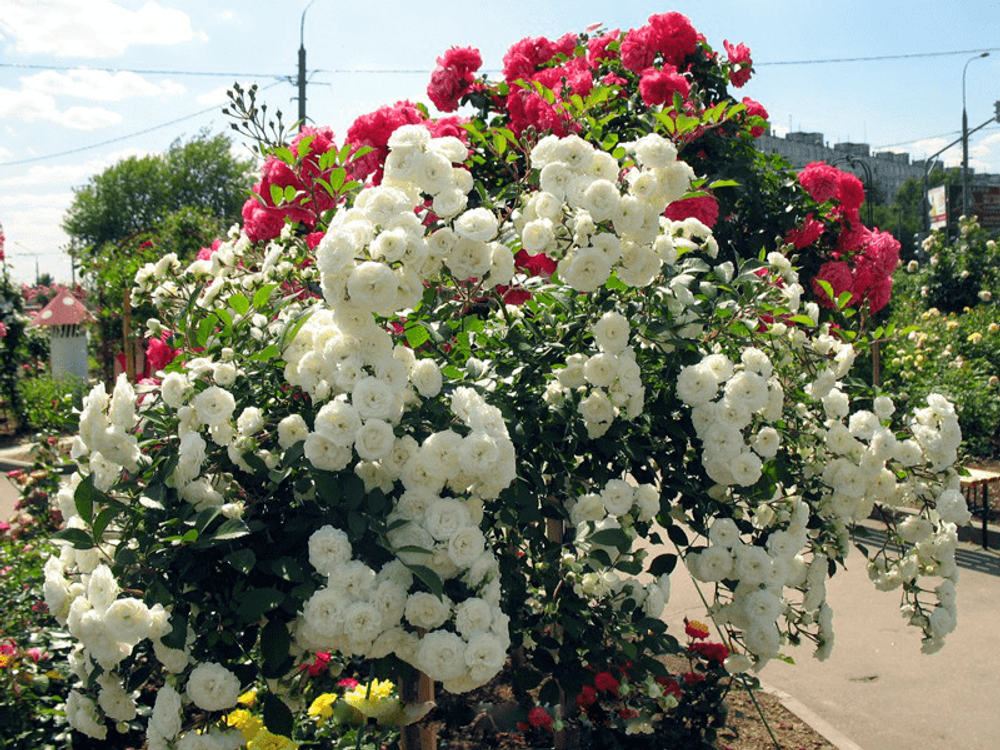 Роза Свани С7 Закупка М57 июнь 2026