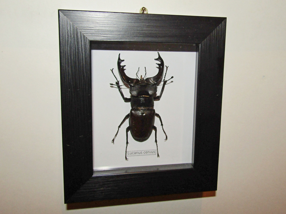 Жук Олень в рамке